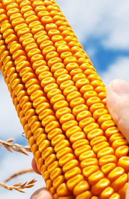 nouvellesvariétésdemaïsen